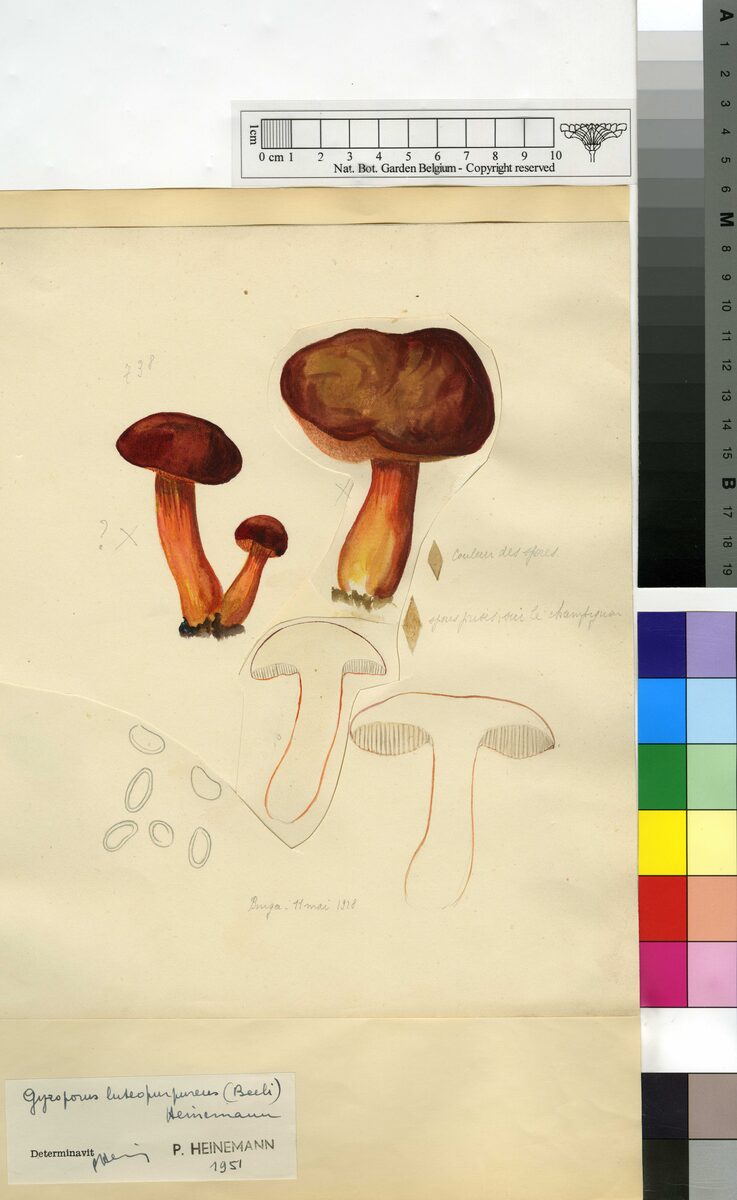 Rubinoboletus luteopurpureus — photo