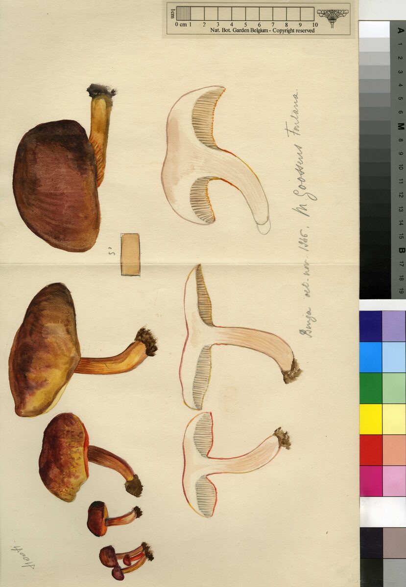 Rubinoboletus luteopurpureus