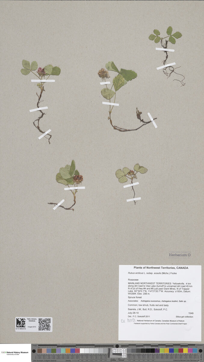 Rubus acaulis (Dwarf Raspberry) — photo