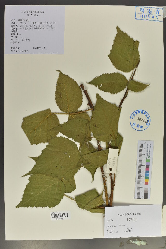 Rubus adenophorus (Xian mao mei) — photo