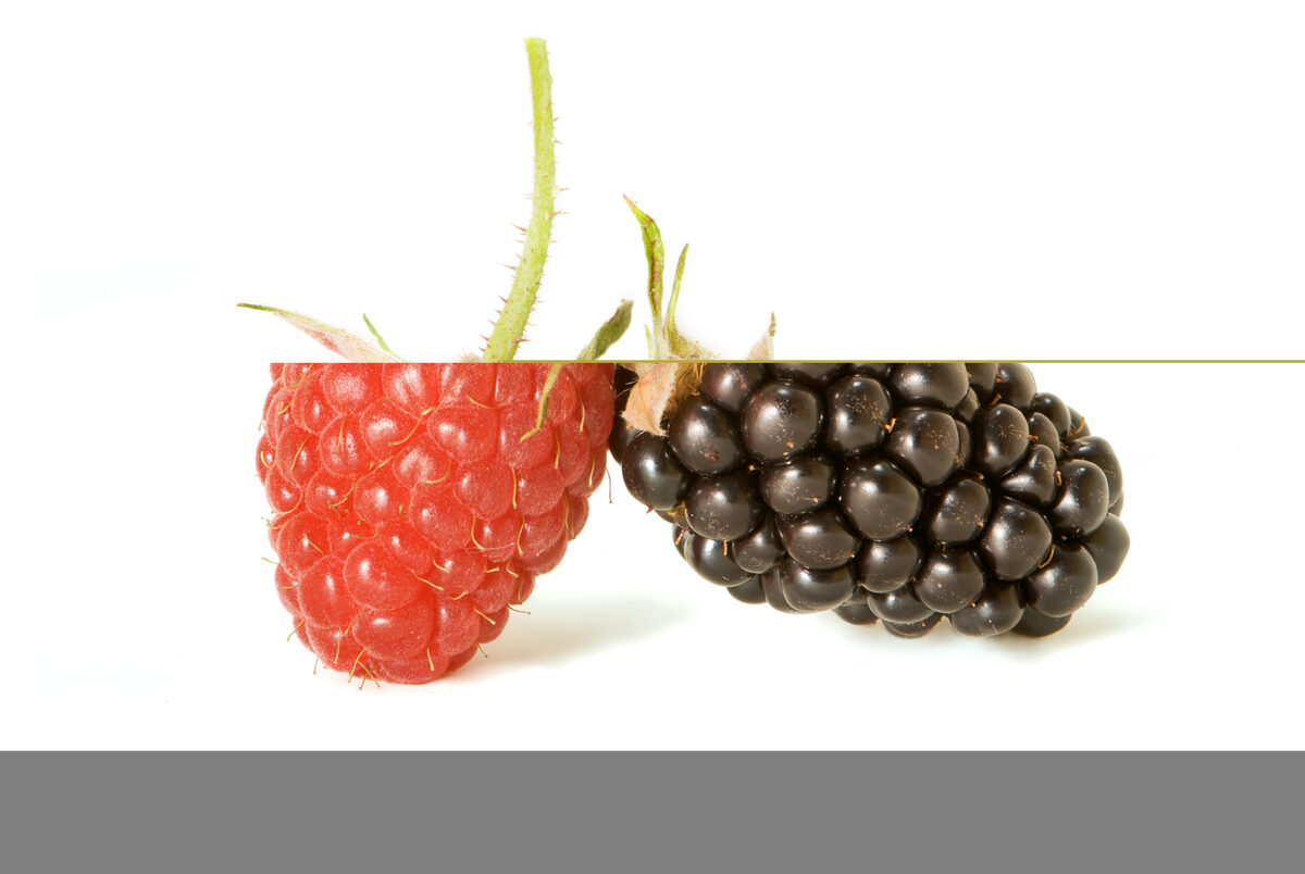 Rubus adenophorus