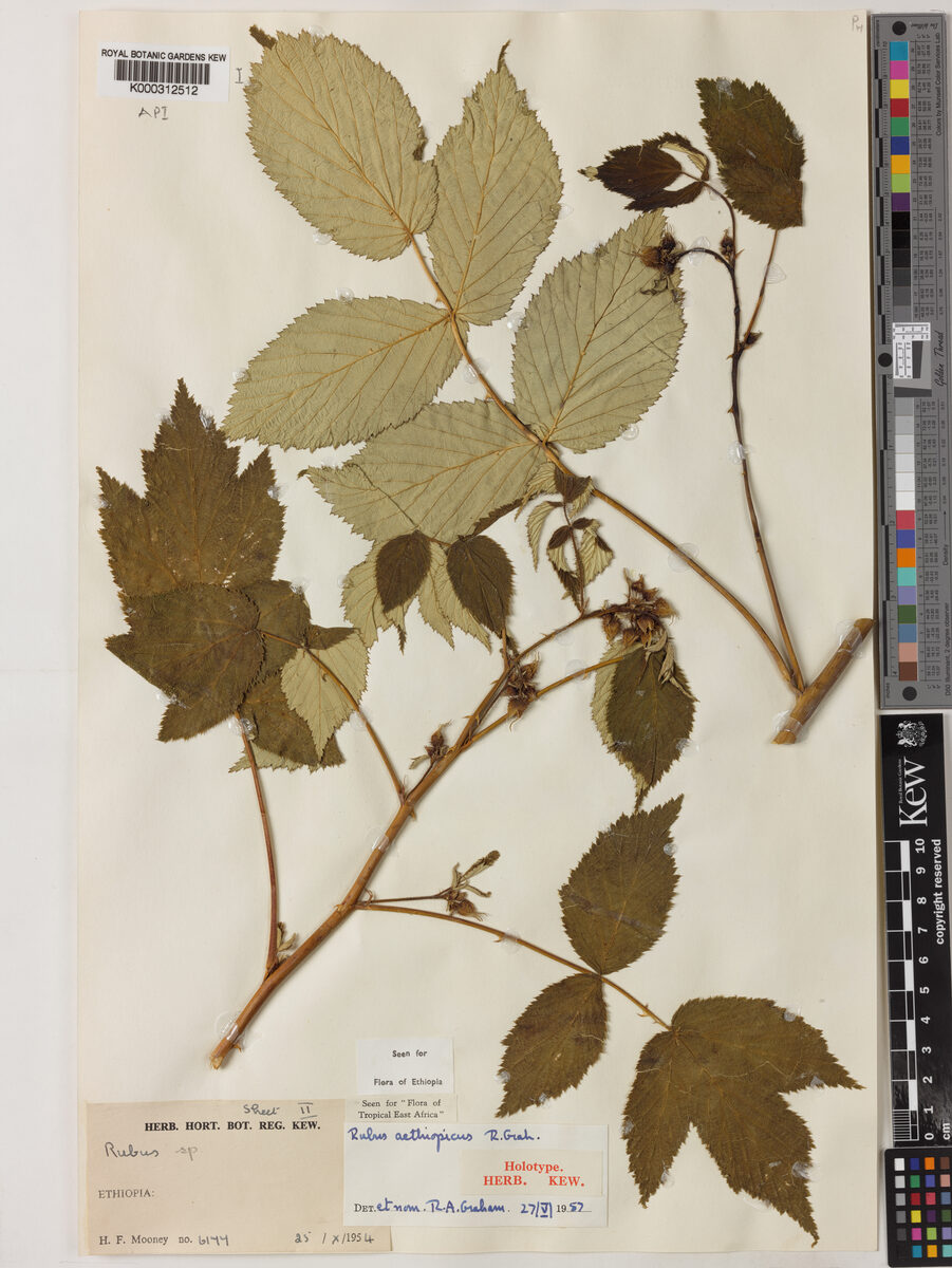 Rubus aethiopicus