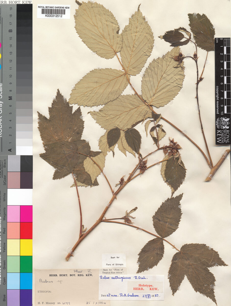 Rubus aethiopicus — photo