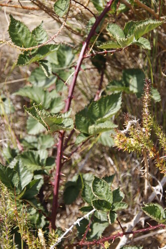 Rubus affinis — photo