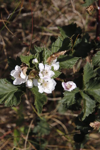 Rubus affinis