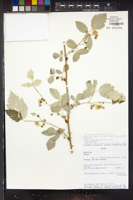 Rubus alexeterius