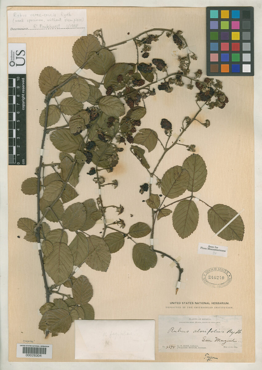 Rubus alnifolius — photo