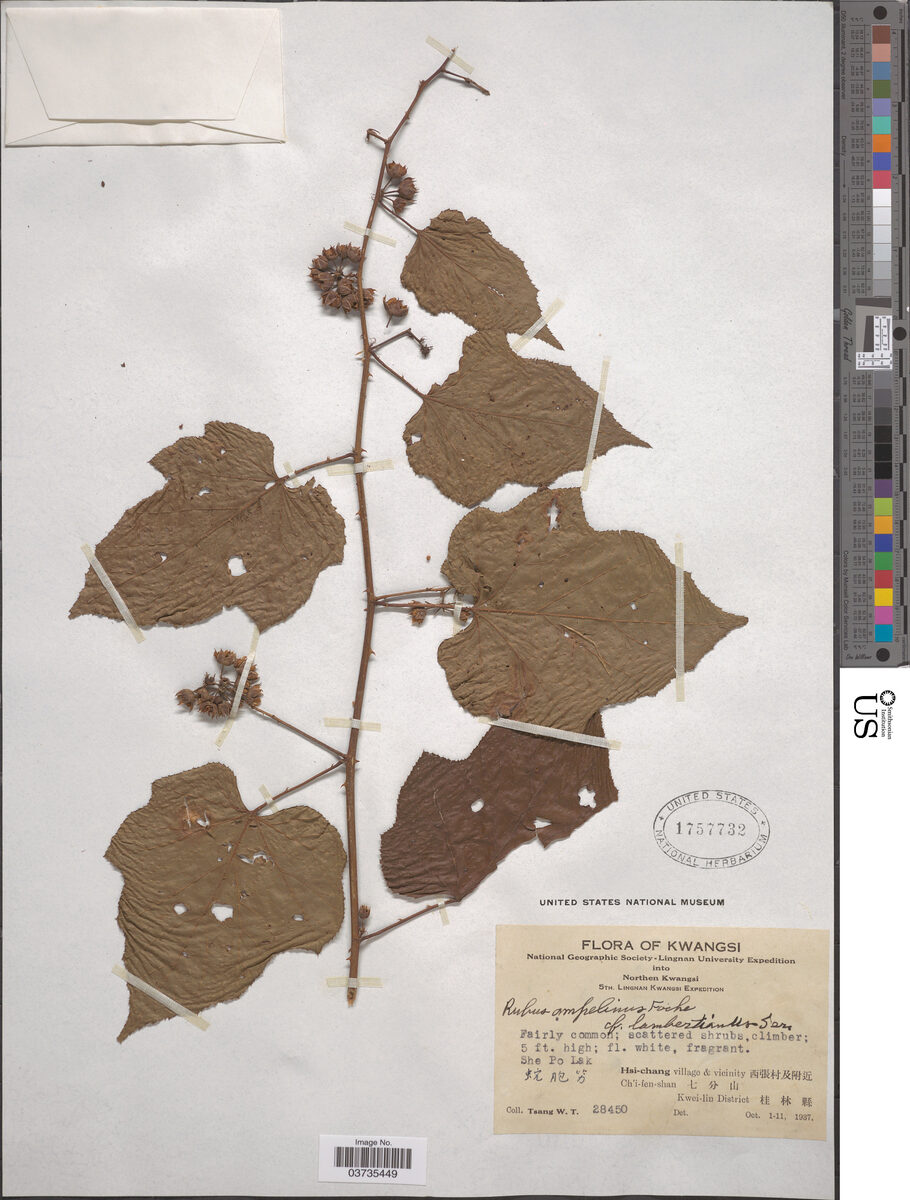Rubus ampelinus — photo