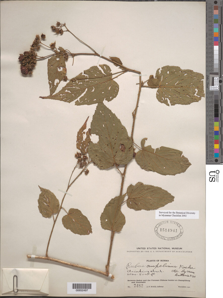 Rubus ampelinus — photo
