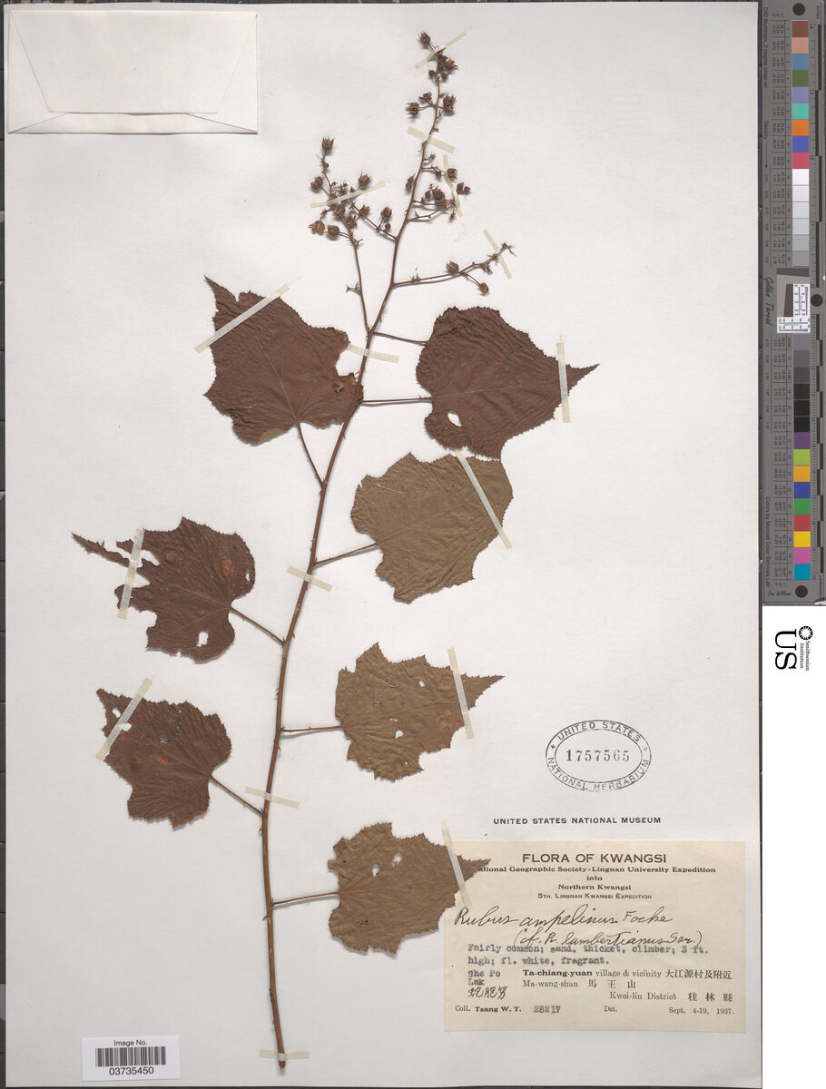Rubus ampelinus