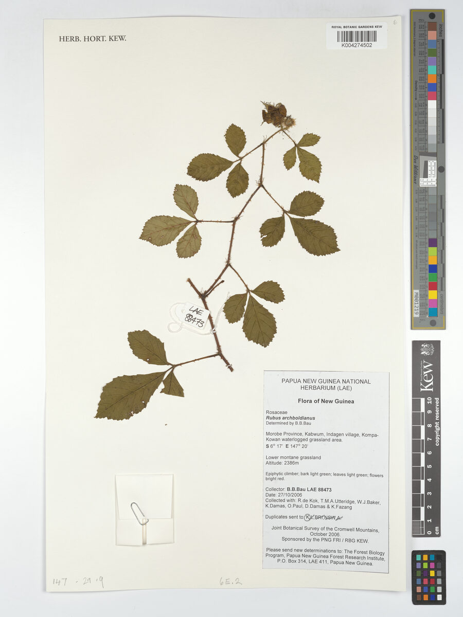 Rubus archboldianus — photo
