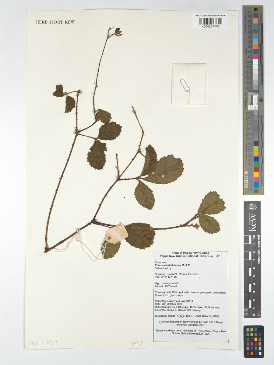 Rubus archboldianus — photo