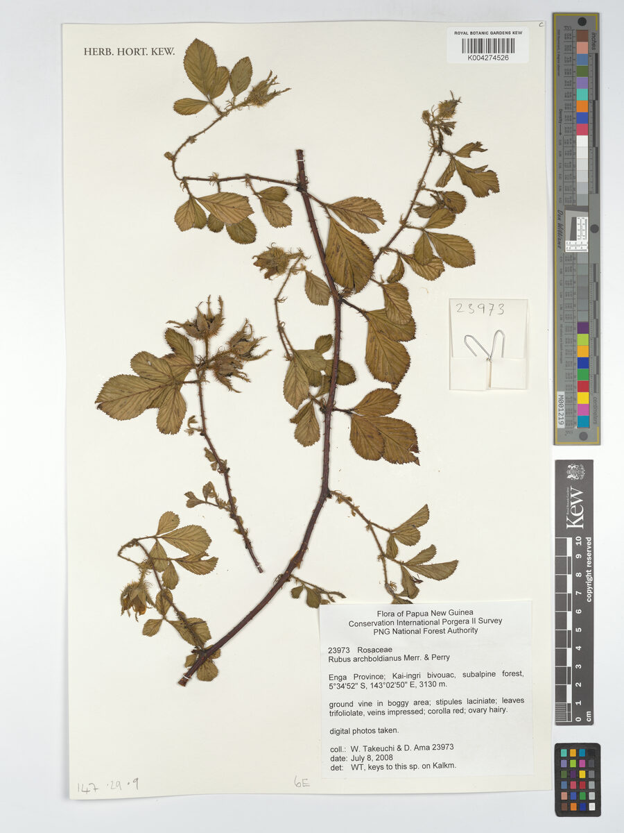 Rubus archboldianus