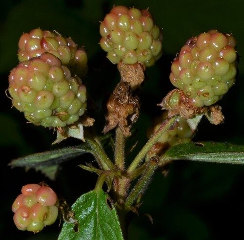 Rubus argutus (Highbush blackberry) — photo
