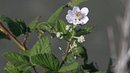 Rubus armeniacus (Himalayan blackberry) — photo