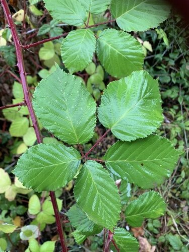 Rubus armeniacus (Himalayan blackberry) — photo