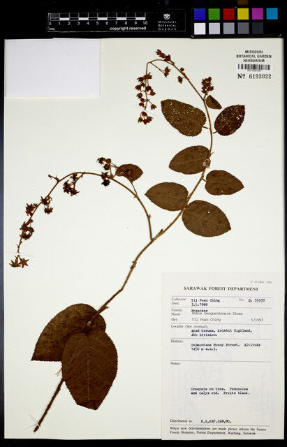 Rubus benguetensis — photo