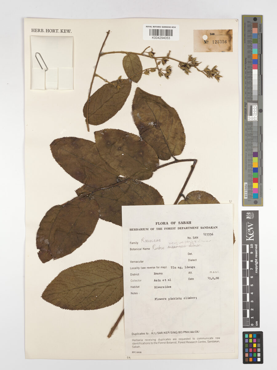 Rubus benguetensis — photo