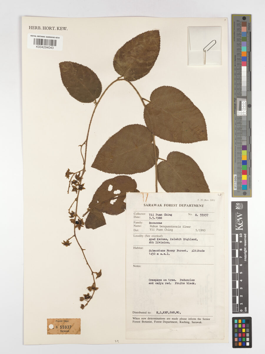 Rubus benguetensis