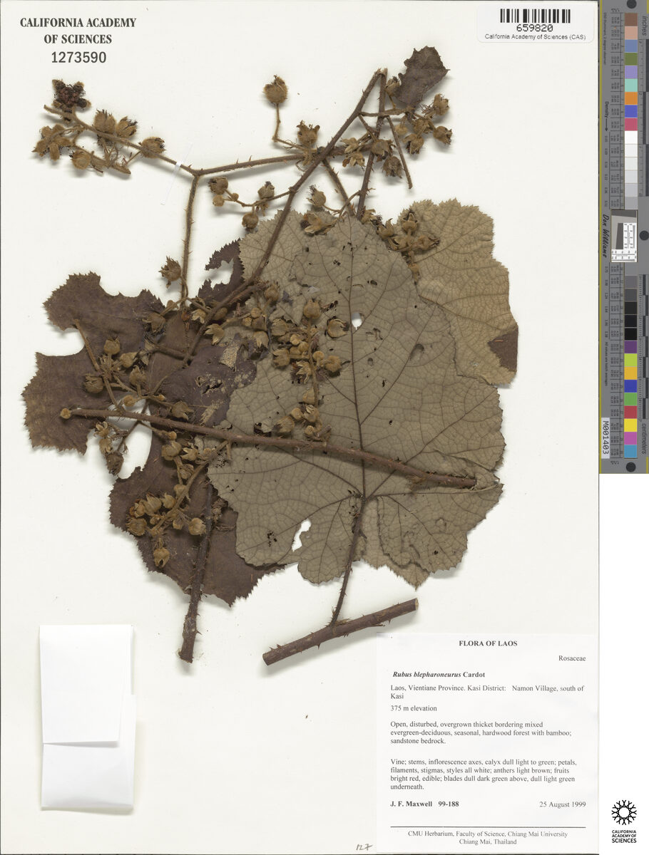 Rubus blepharoneurus — photo