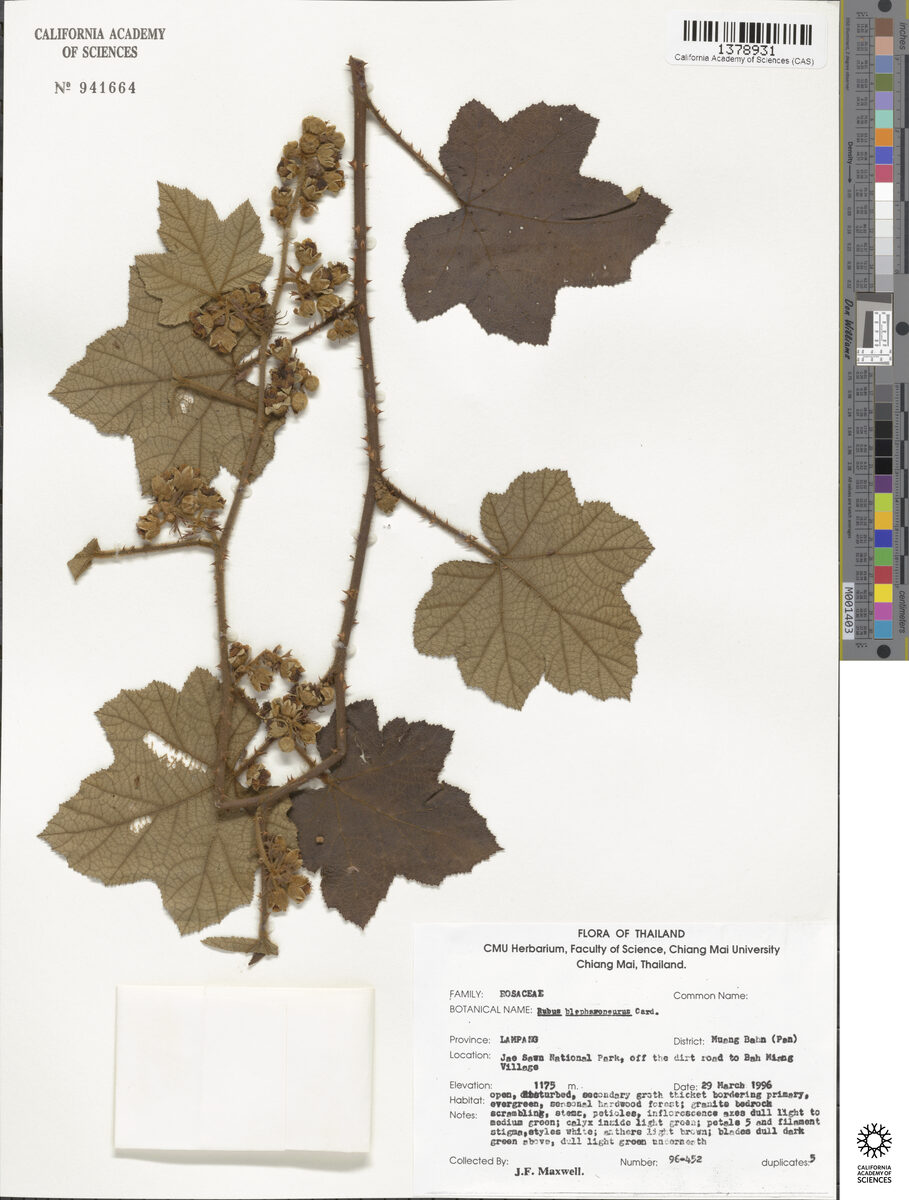 Rubus blepharoneurus — photo