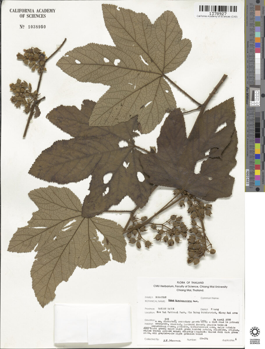 Rubus blepharoneurus