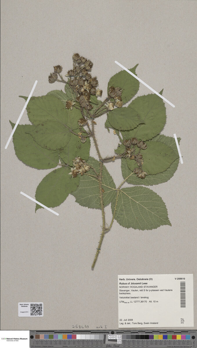 Rubus bloxamii — photo