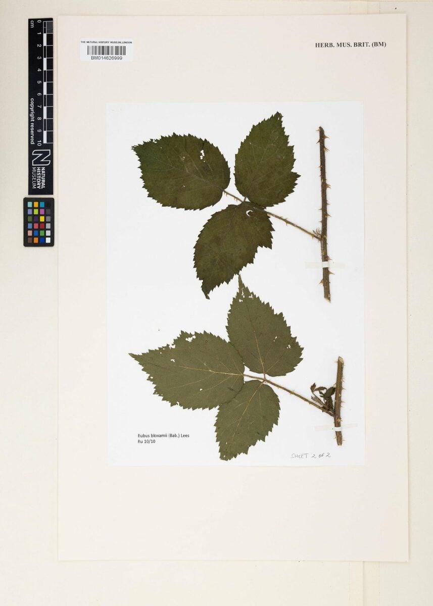 Rubus bloxamii