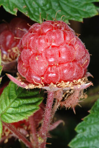 Rubus canadensis (Low blackberry) — photo