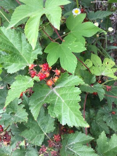 Rubus coreanus (Korean raspberry) — photo