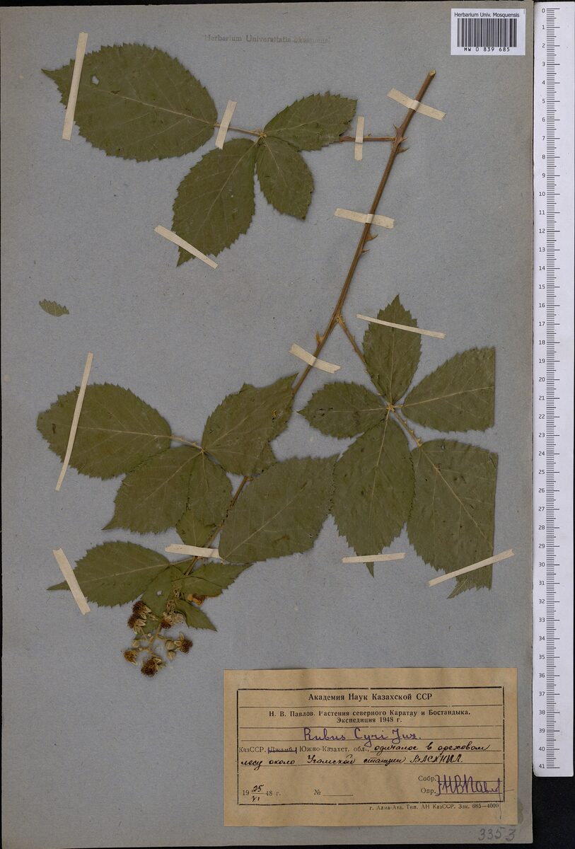 Rubus cyri