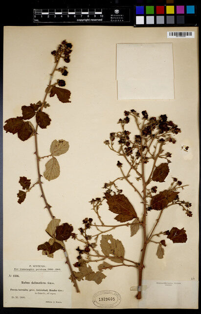 Rubus dalmaticus