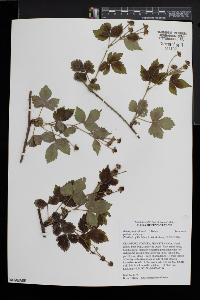 Rubus depavitus (Aberdeen dewberry) — photo