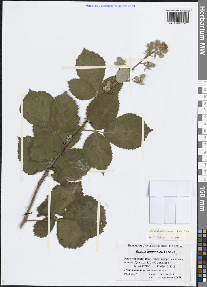 Rubus discernendus