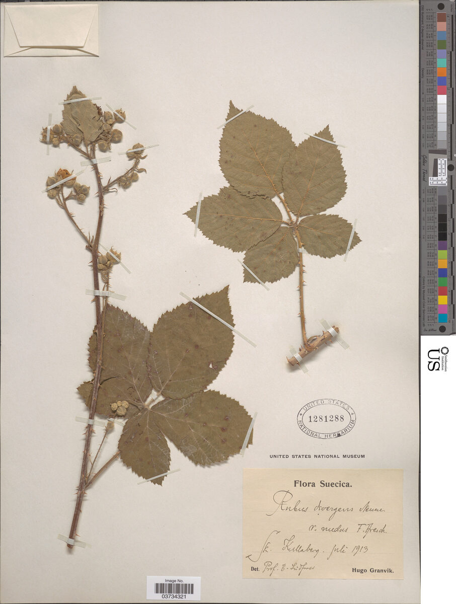 Rubus divergens — photo