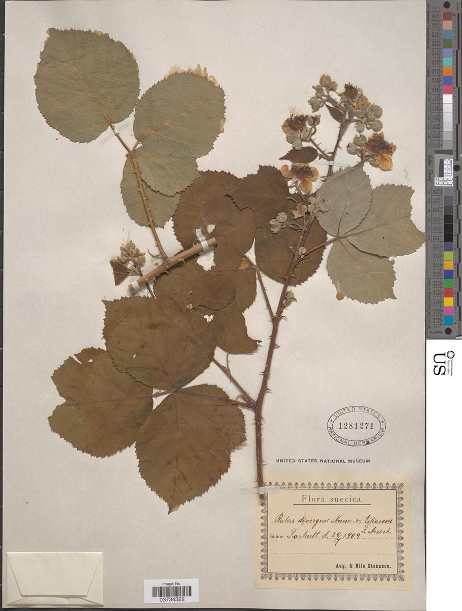 Rubus divergens — photo