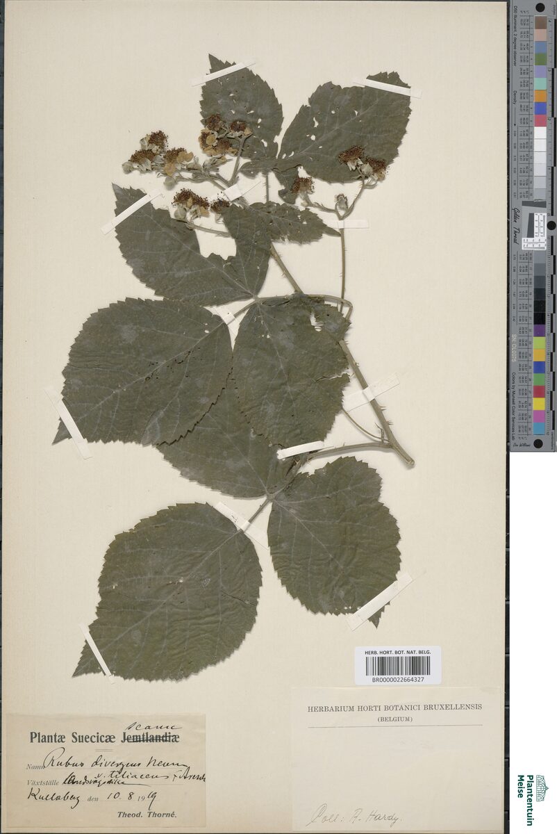 Rubus divergens