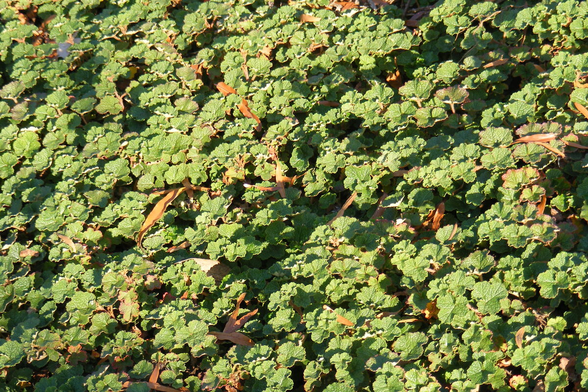 Rubus elmeri