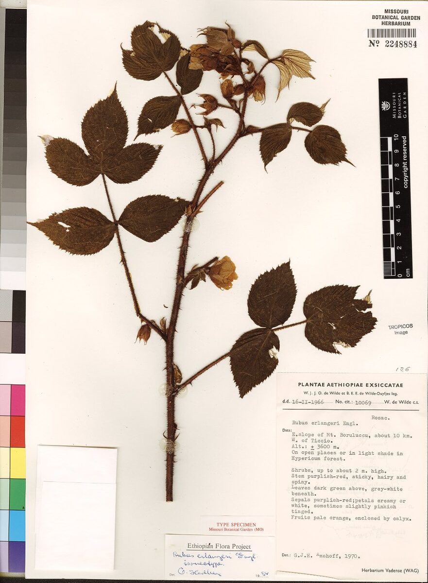 Rubus erlangeri