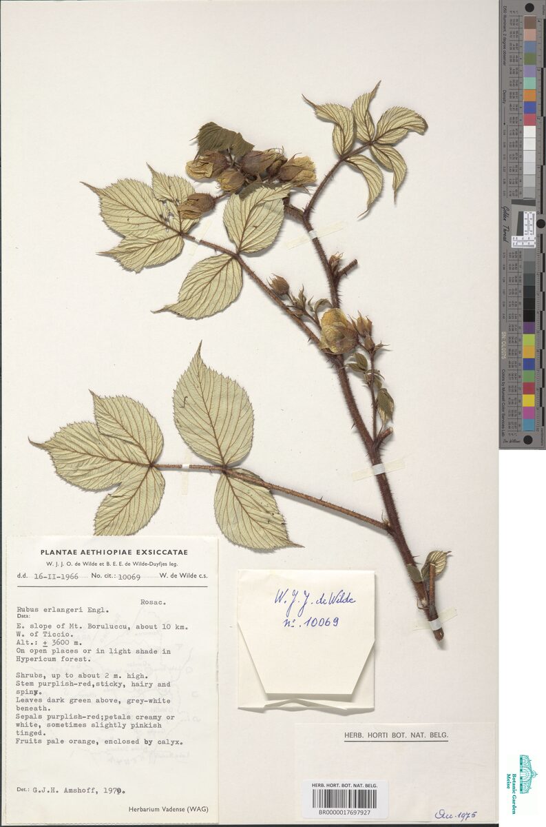 Rubus erlangeri — photo