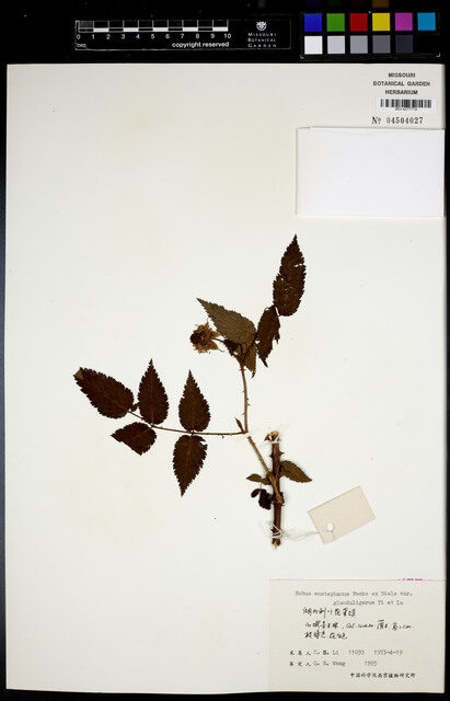 Rubus eustephanos