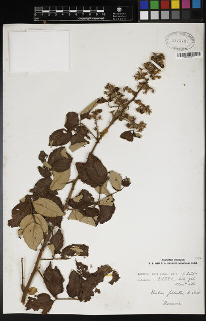 Rubus fellatae — photo