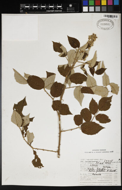 Rubus fellatae — photo