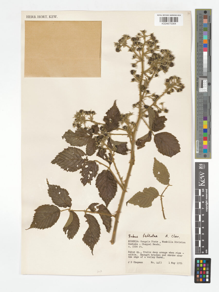 Rubus fellatae