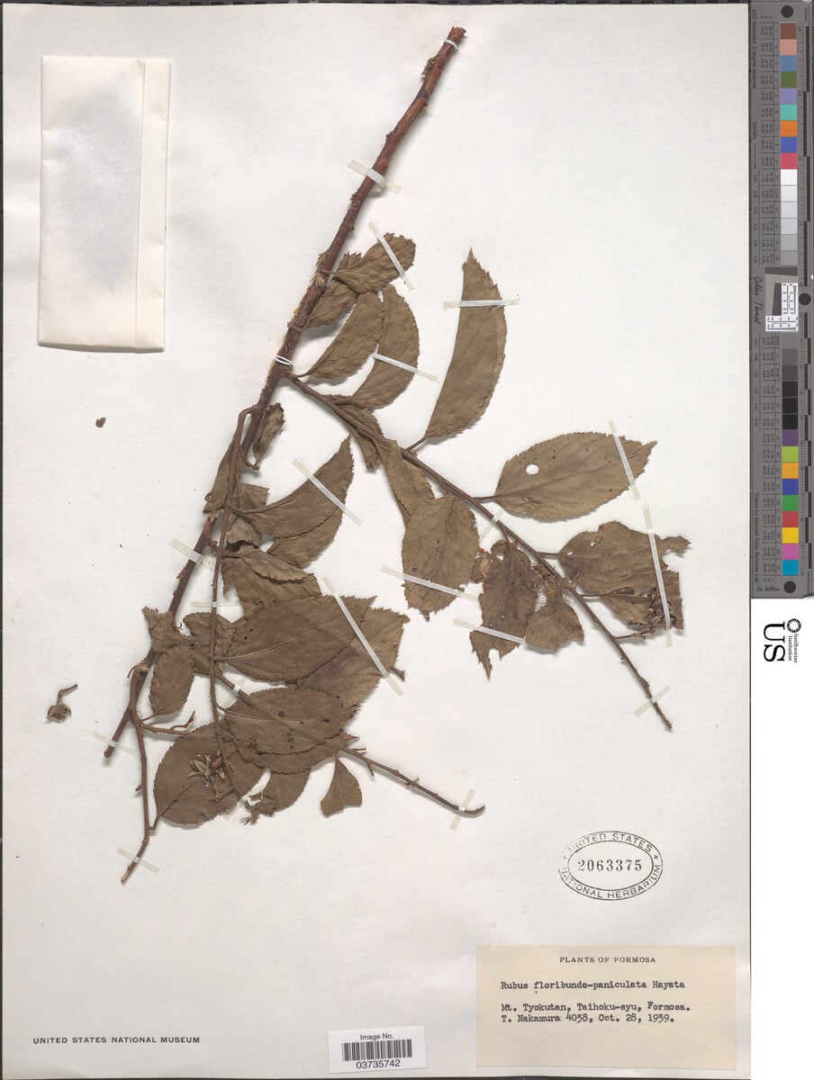 Rubus floribundopaniculatus