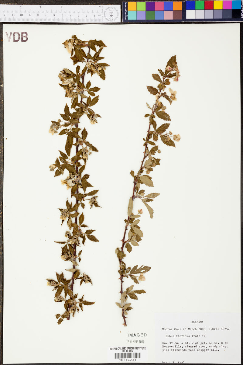 Rubus floridus — photo