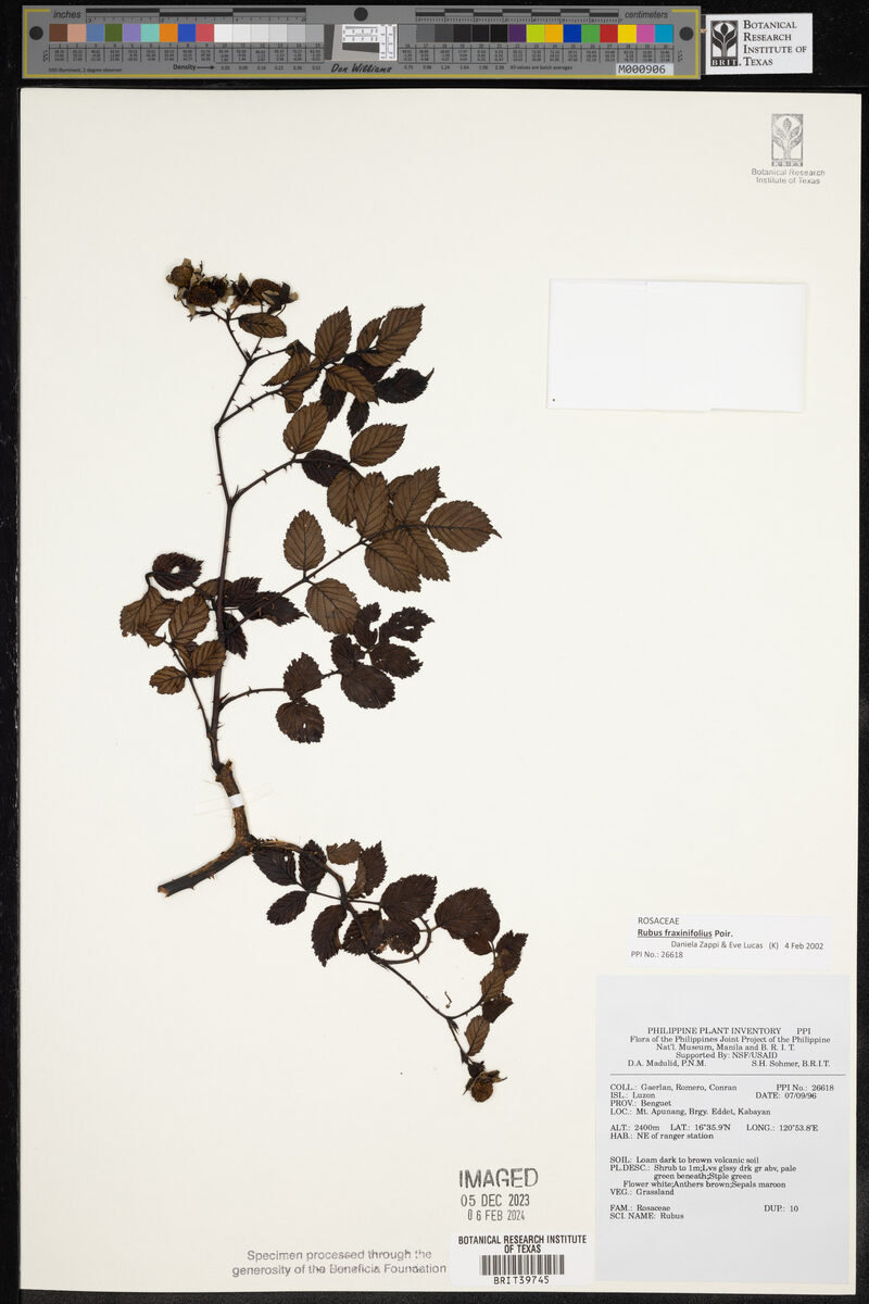 Rubus fraxinifoliolus — photo