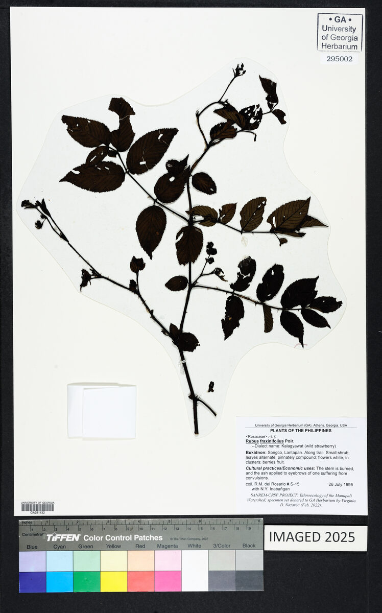 Rubus fraxinifoliolus — photo