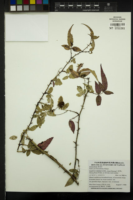 Rubus fraxinifoliolus
