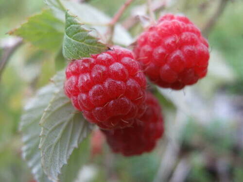 Rubus fraxinifolius (Red raspberry) — photo